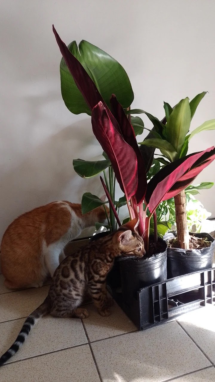 Orquídeas.lp La Plata - Day Spa in La Plata