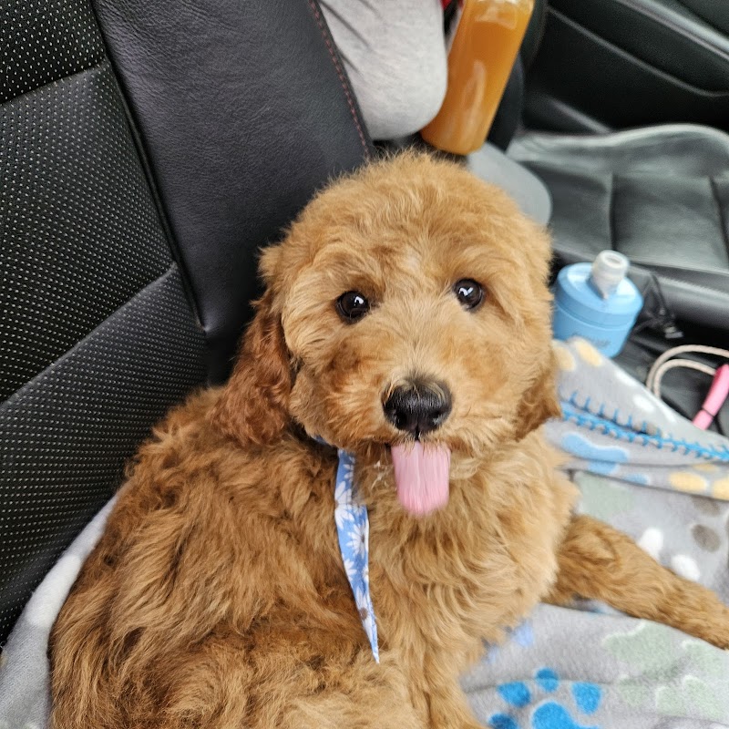Paws and Effect Rocky River - Day Spa in Rocky River