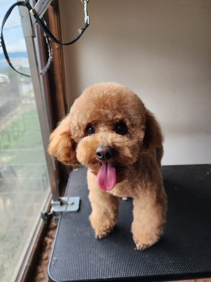 Peluquería Salón Spa Canino Pelusa Coyhaique