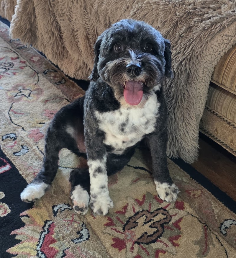 Pup Love Grooming Columbus - Day Spa in Columbus