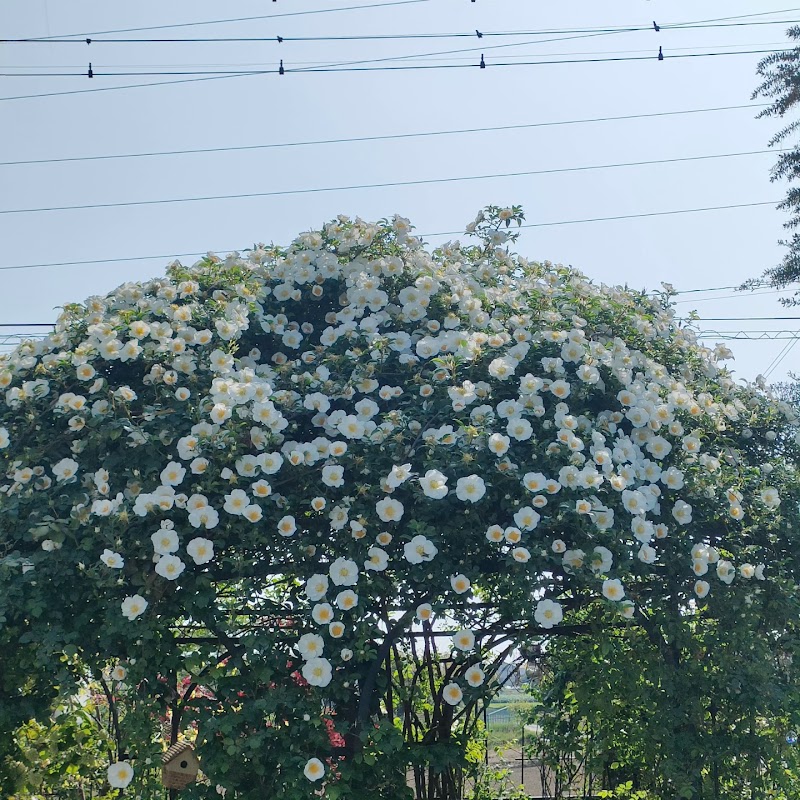 Rainbow Rose 'Henna & Healing Salon' Fukaya - Day Spa in Fukaya