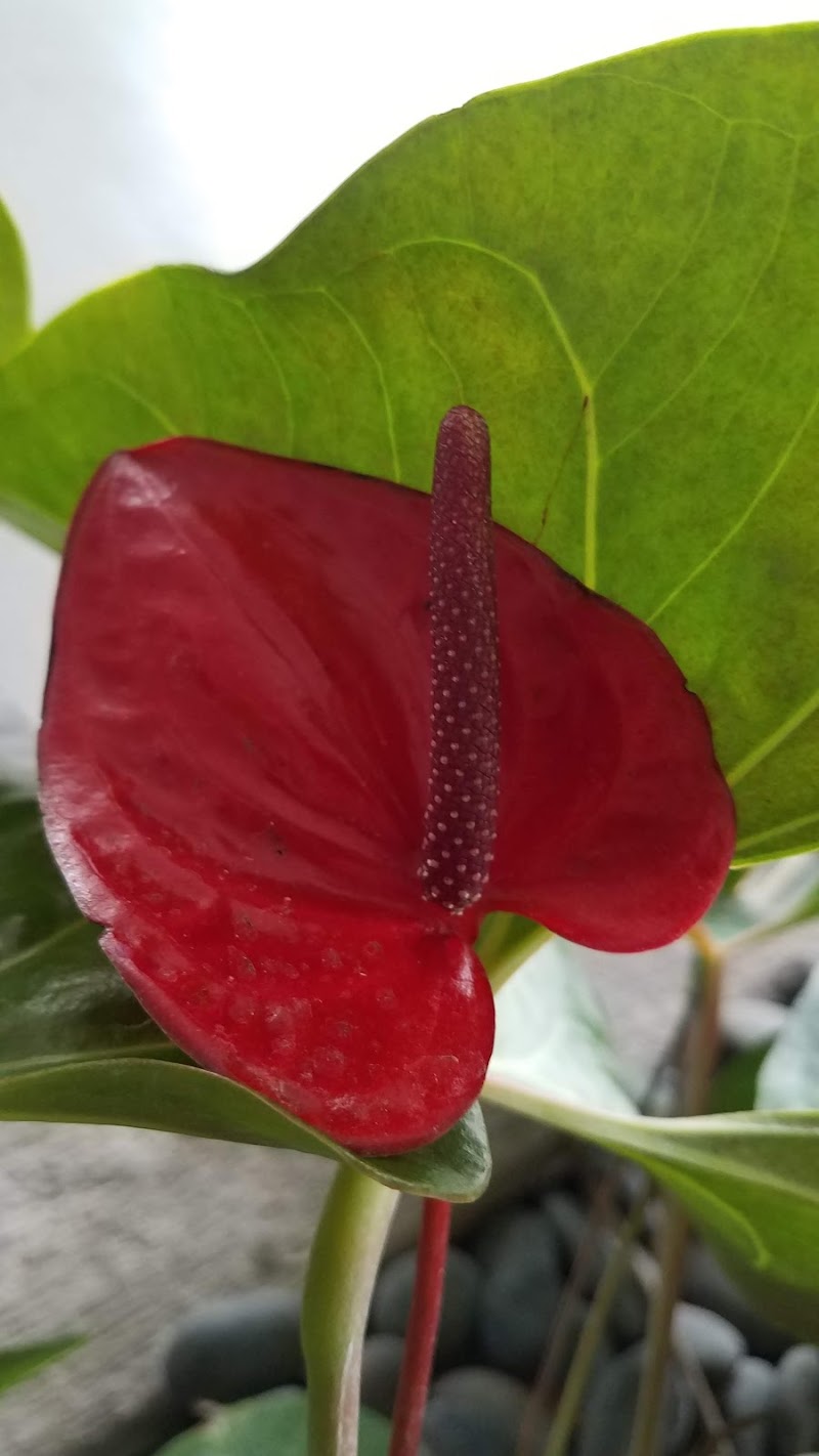 Reef Garden Massage Coral Springs - Day Spa in Coral Springs