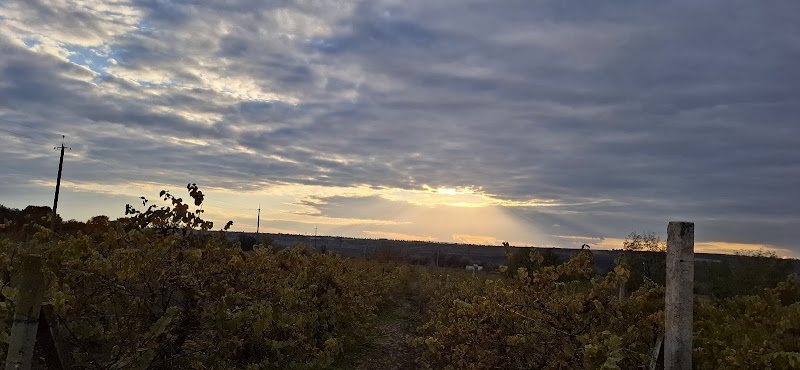 Sanatoriul Struguraș Molovata Nouă - Day Spa in Molovata Nouă