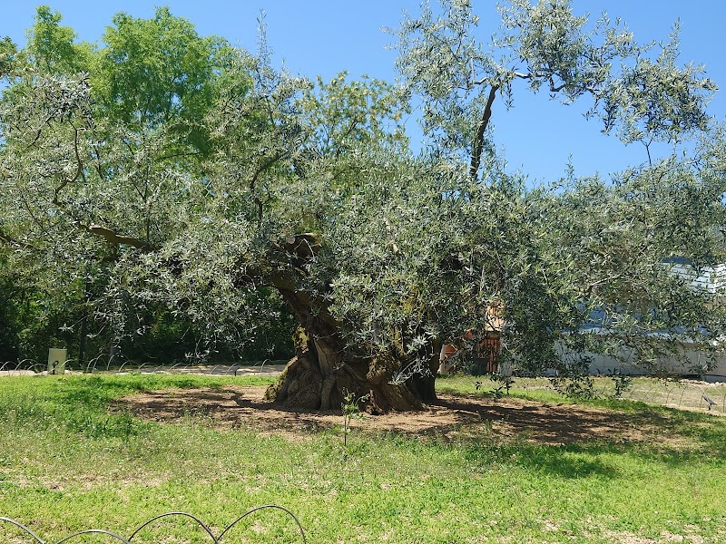 Sennen Olive Terrace Shozu-gun - Day Spa in Shozu-gun