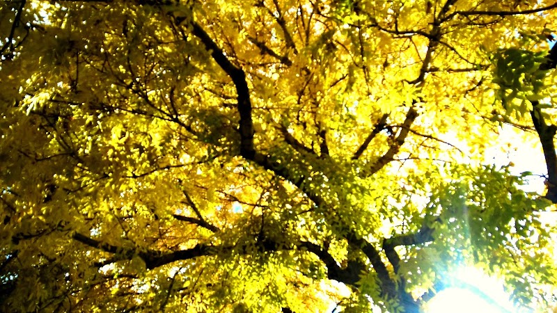 Soma Massages And Beauty Daylesford - Day Spa in Daylesford