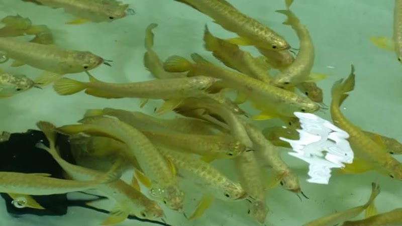 Songkhla Aquarium Fish Spa - Day Spa in Songkhla