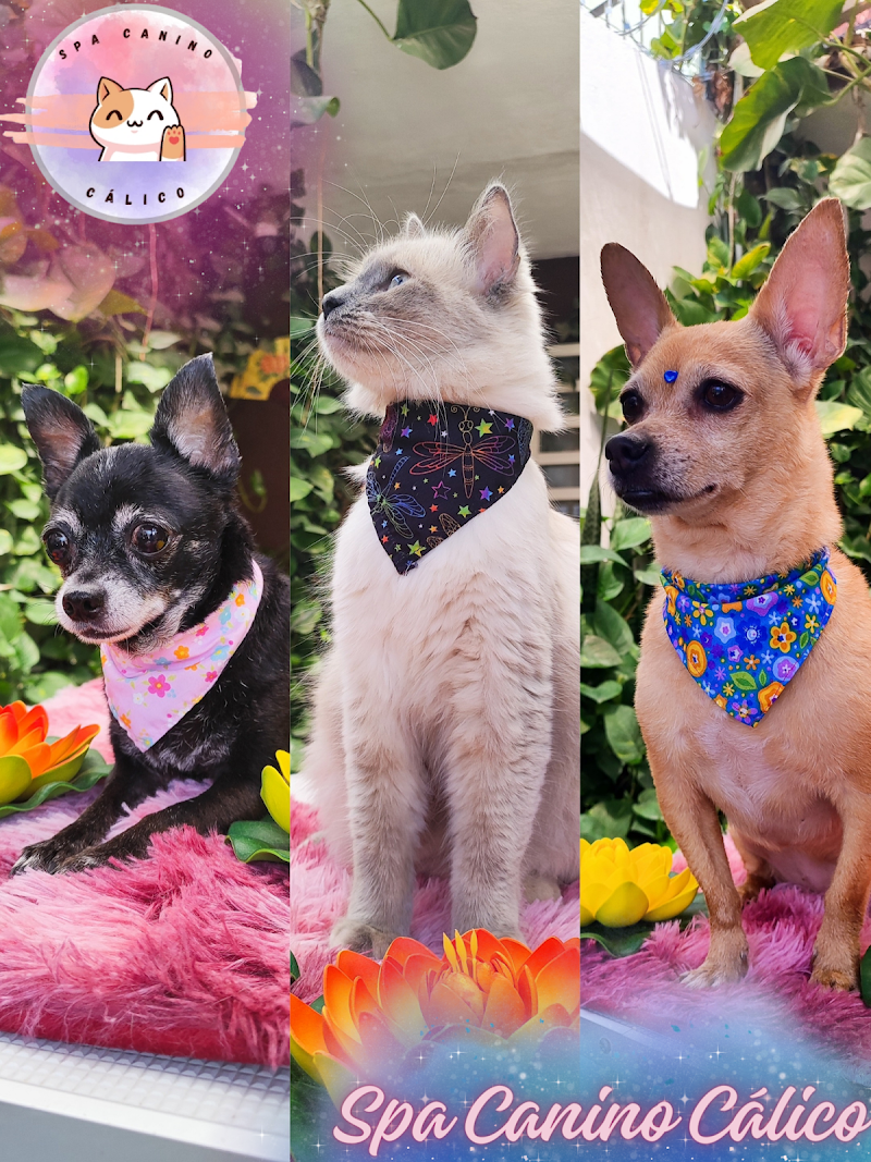 Spa Canino Cálico Chiapa de Corzo - Day Spa in Chiapa de Corzo