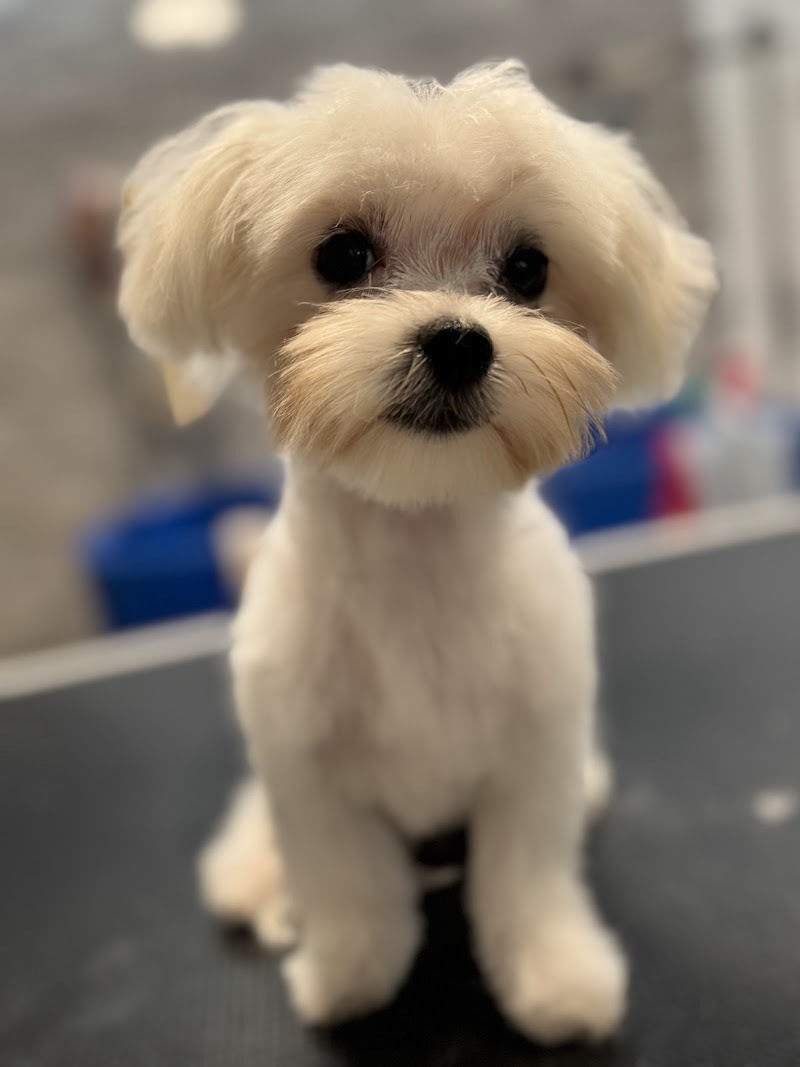 Spa dla Psa i Kota Trzemeszno - Day Spa in Trzemeszno