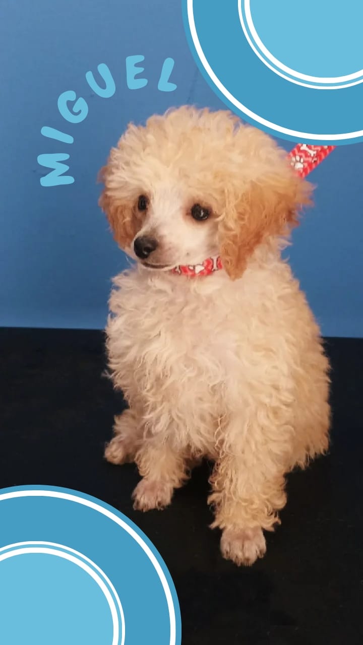 Spa do Pet Rio Claro - Day Spa in Rio Claro