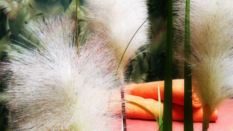 SPA Pelikāns Carnikava