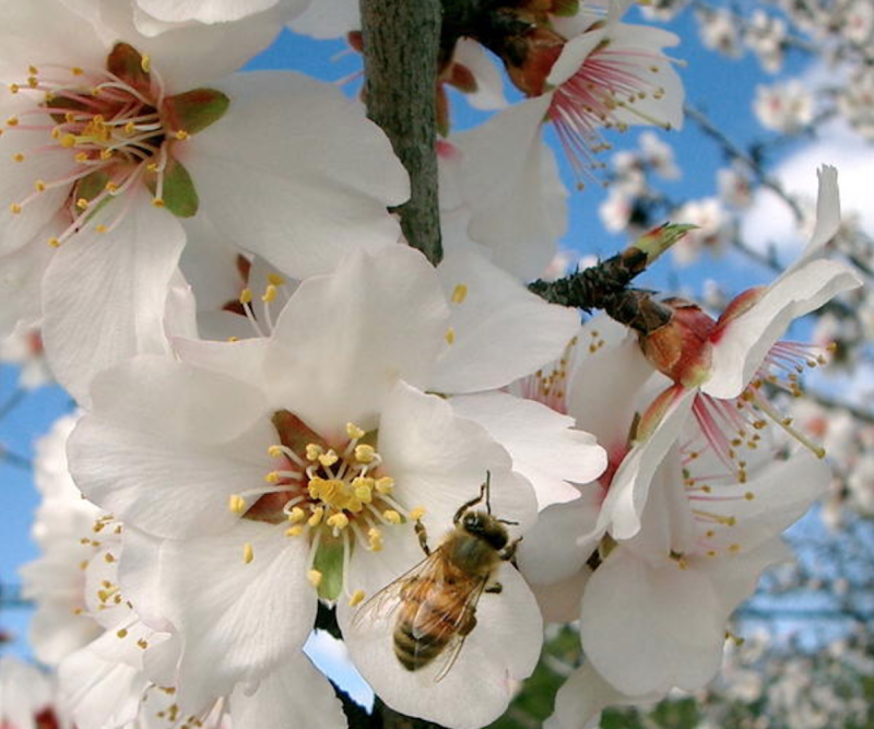 Spring Acupressure & Wellness Center - Wellness Retreat in Spring