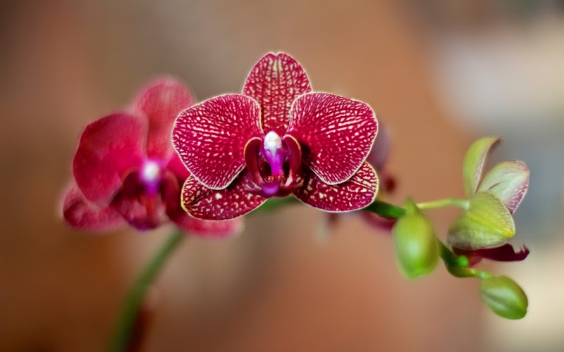 Starword Massage Xingyu Beauty Wellness Hong Kong