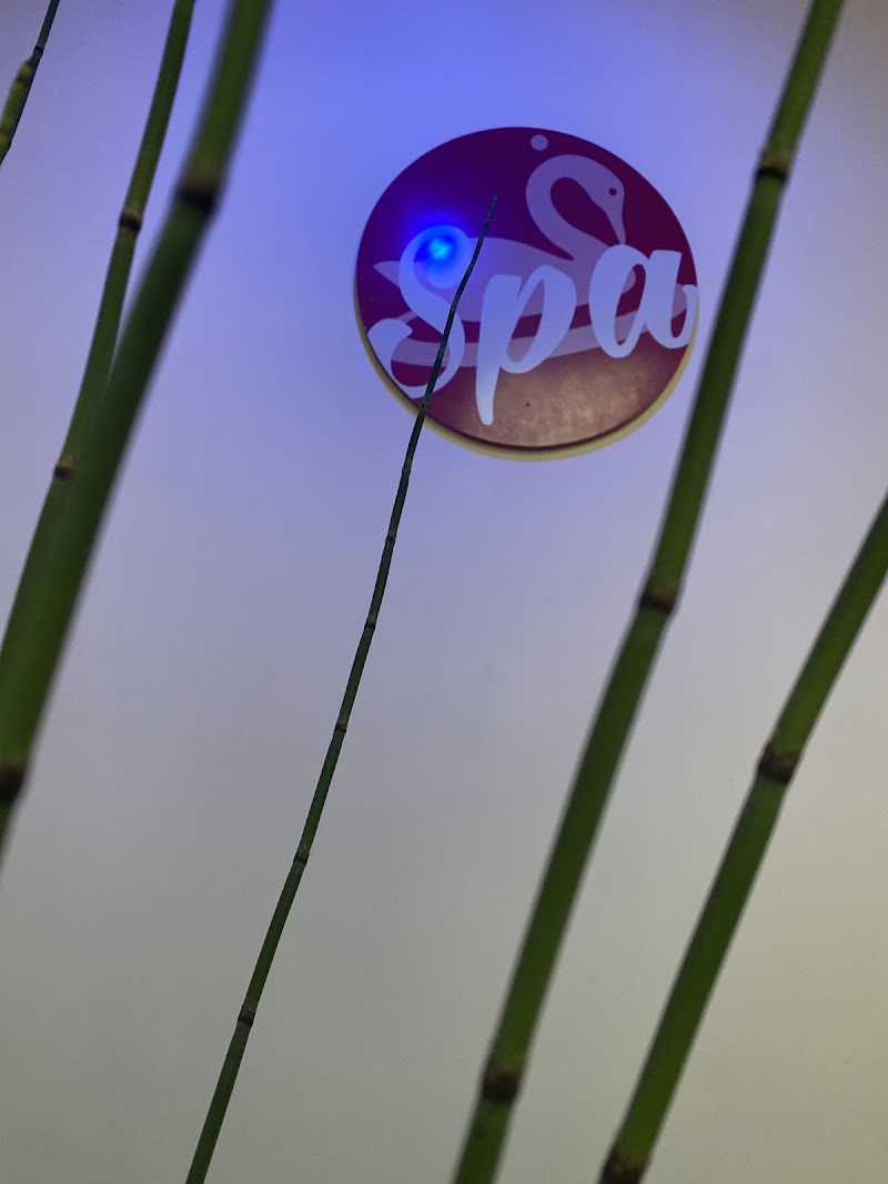 SwanSpasv San Salvador