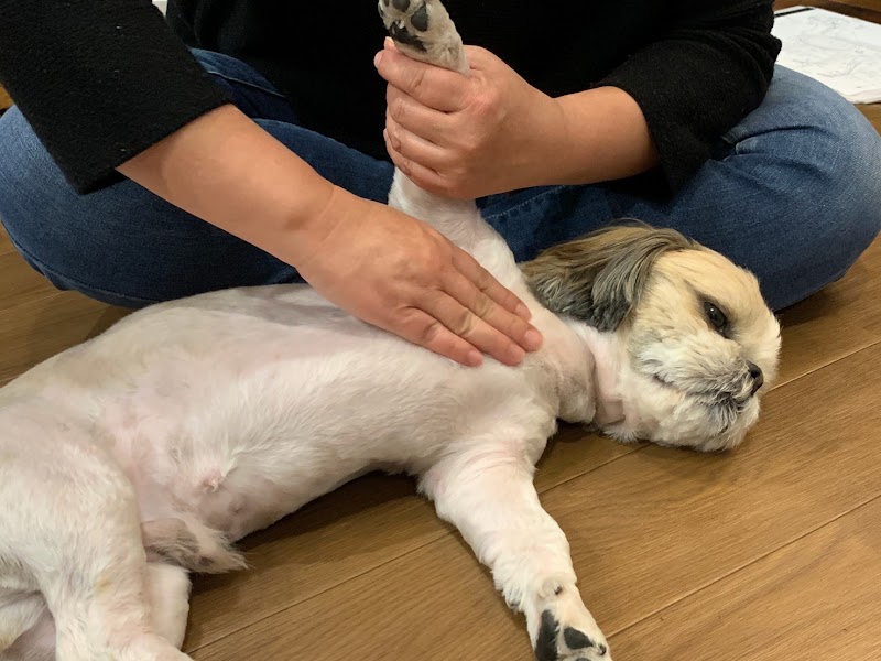 Swedish Style Dog Massage Hareri Ichikawa City - Day Spa in Ichikawa City