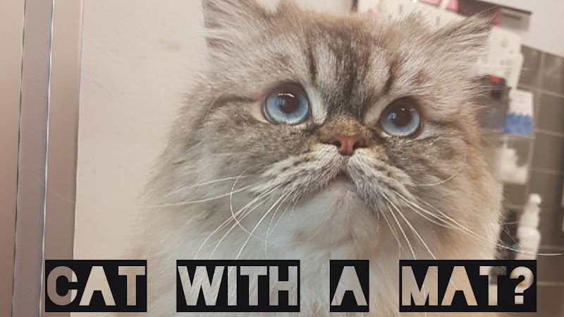 The4Paws Cat Grooming Nottingham - Day Spa in Nottingham