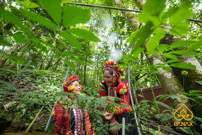 Vườn sâm Thất Diệp - Sìn Hồ, Lai Châu Quận Thanh Xuân - Day Spa in Quận Thanh Xuân