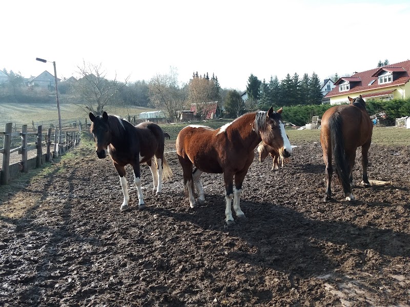 Wellness Oase  -  Pension - Schwimmbad & Reiterhof Nucke Sondershausen - Wellness Retreat in Sondershausen