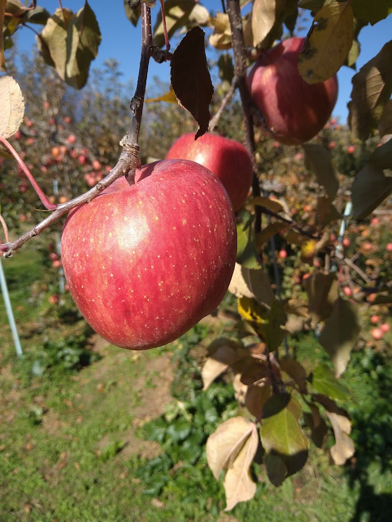 Yazawa Farm Shimoina District, Matsukawa Town - Day Spa in Shimoina District, Matsukawa Town